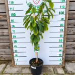 Asimina trojlaločná - Banán severu ´PAW PAW´  (Asimina triloba) - výška 70-80 cm, kont. C10L
